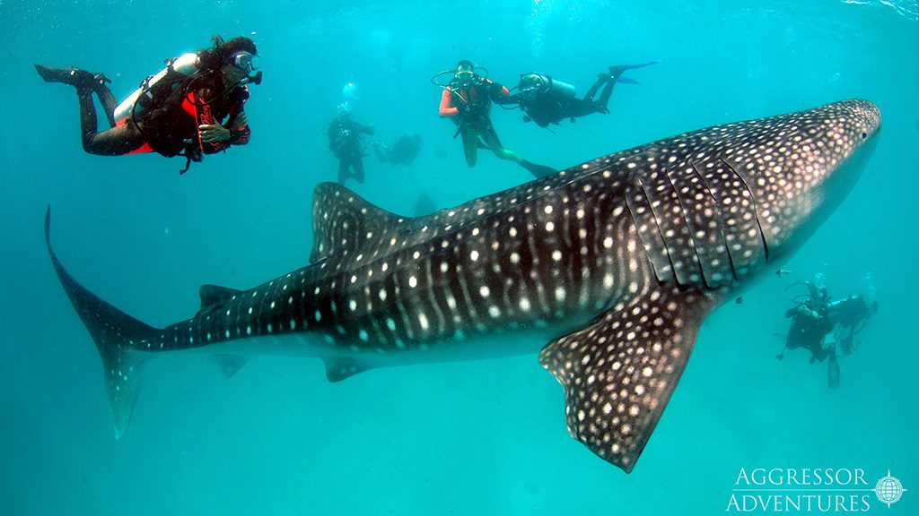 25 maldives aggressor ii liveaboard maldives whale shark and divers