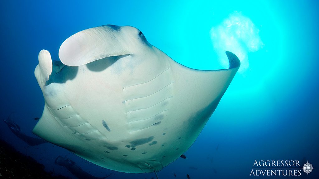 26 maldives aggressor ii liveaboard maldives manta ray