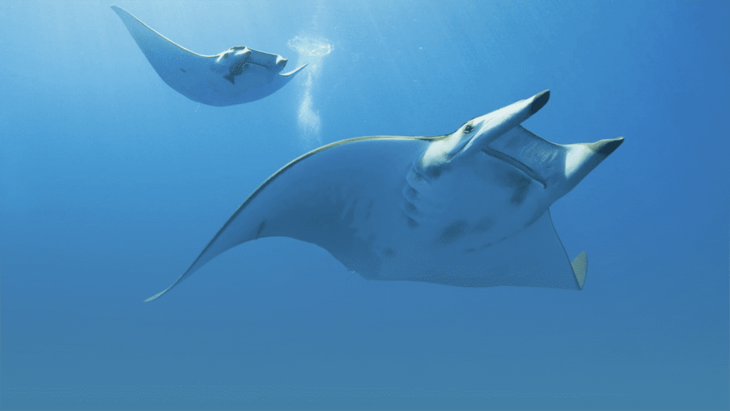 Devil rays credit pohnpei surf club