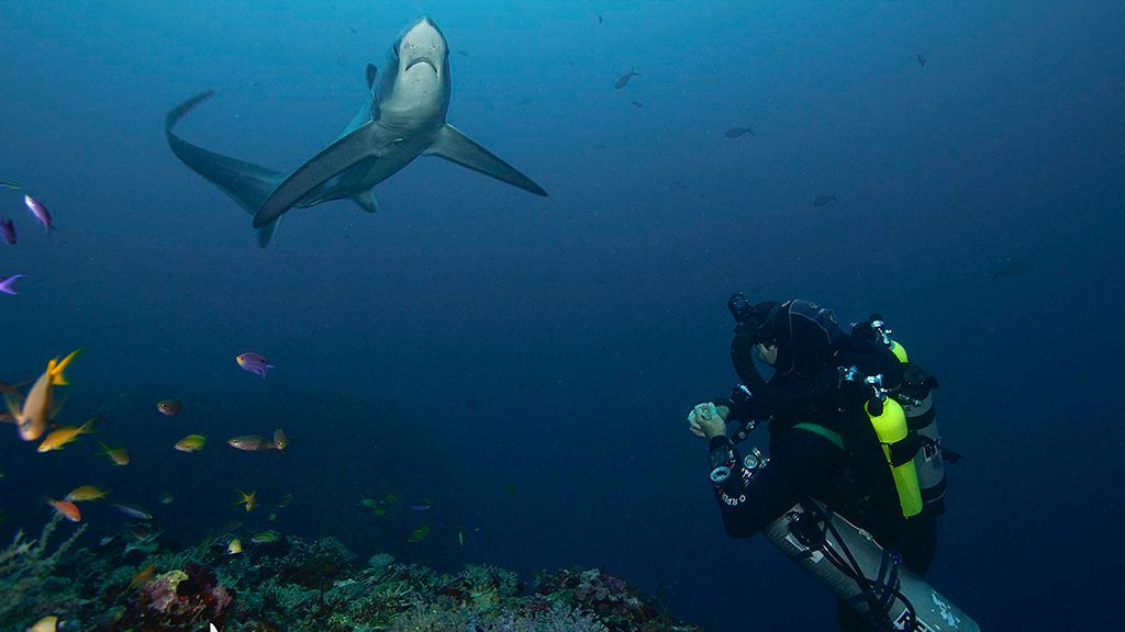 17 evolution malapascua philippines thresher shark with diver