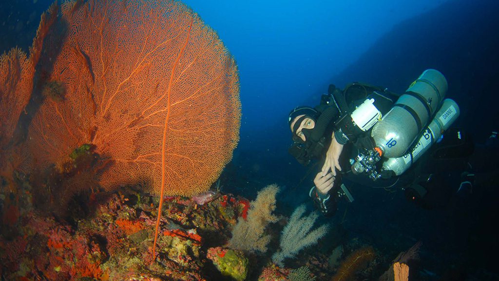 18 evolution malapascua philippines matt red with fan coral