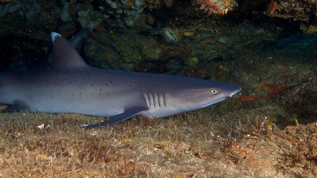 19 evolution malapascua philippines black tip shark