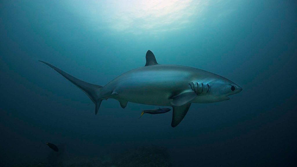 21 evolution malapascua philippines thresher shark at monad shoal