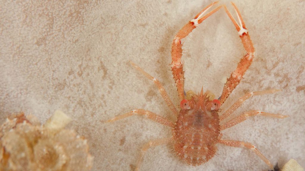 22 evolution malapascua philippines squat lobster