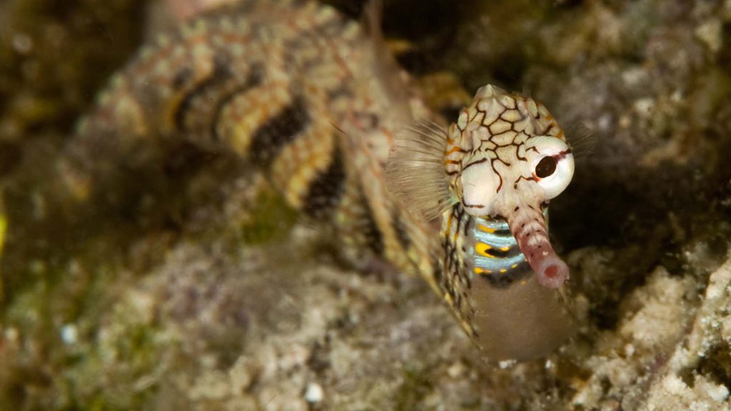 23 evolution malapascua philippines one eye pipefish