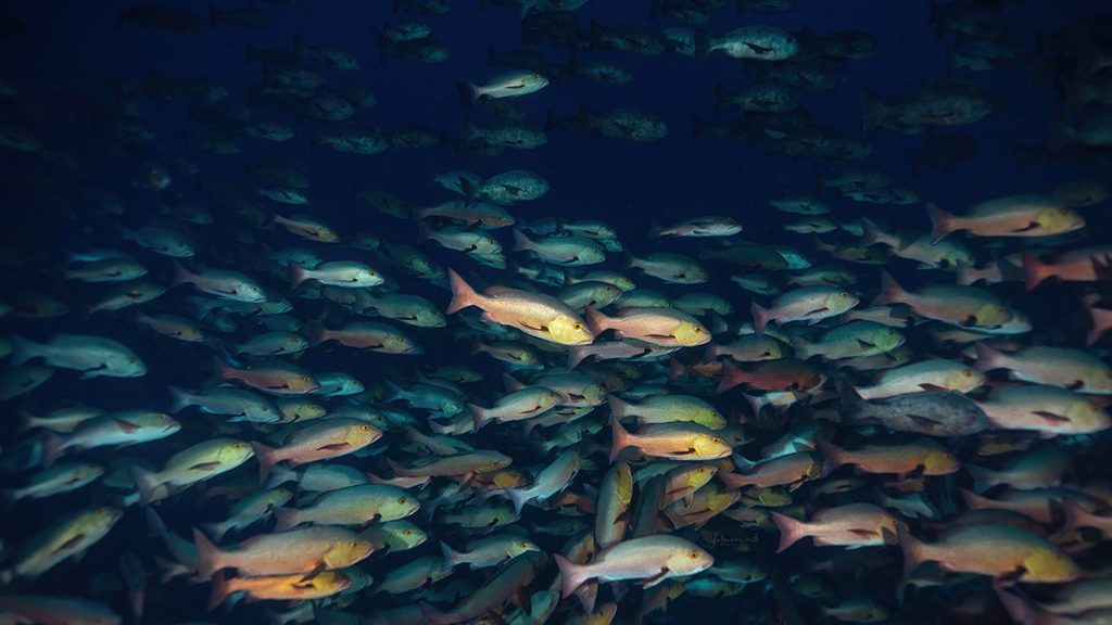 24 solitude gaia liveaboard palau school of fish