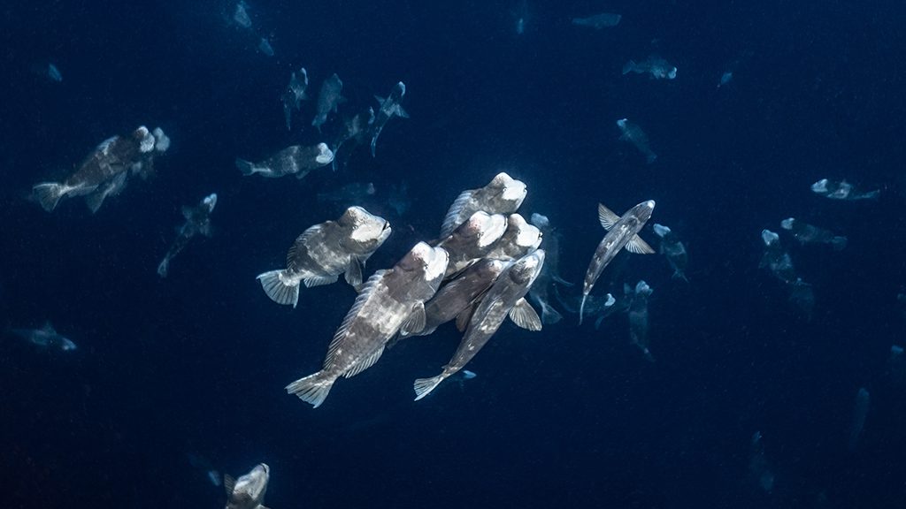 25 solitude gaia liveaboard palau school of fish 2