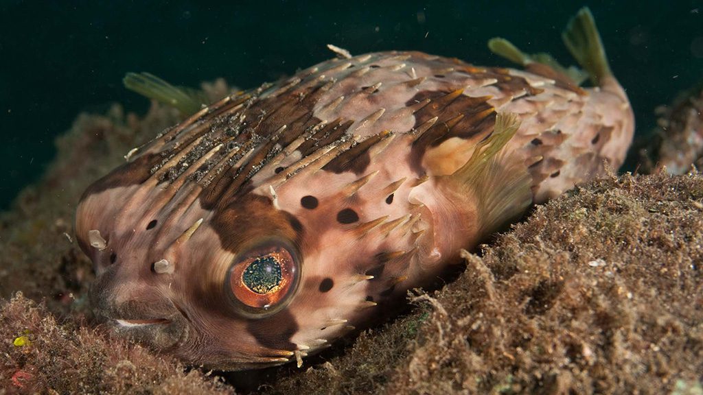 26 evolution malapascua philippines long spine porcupinefish