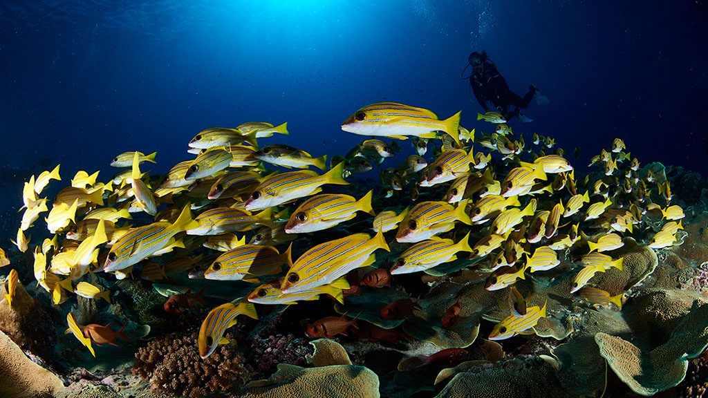 26 solitude gaia liveaboard palau school of fish with divers