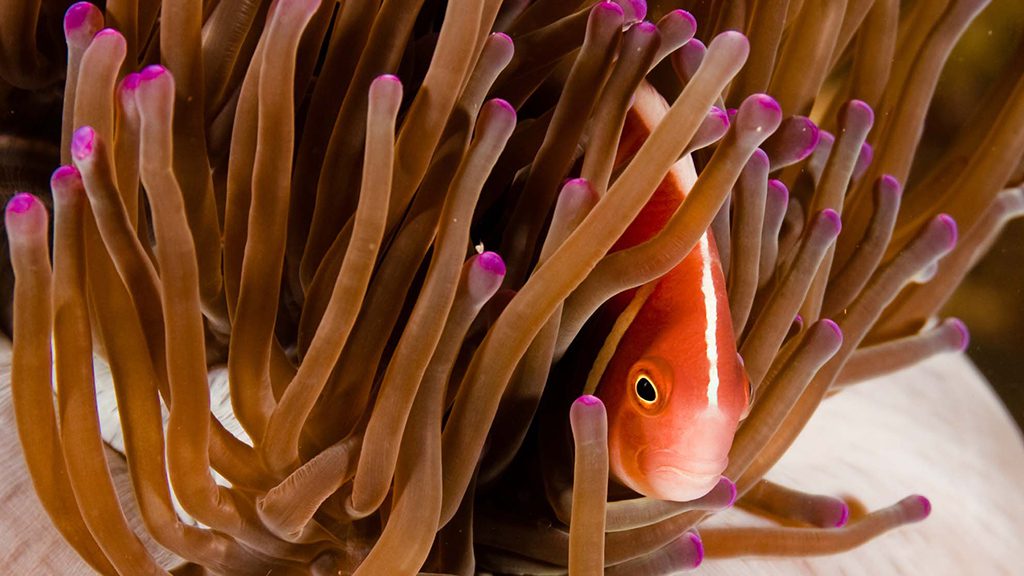 27 evolution malapascua philippines pink skunk clownfish