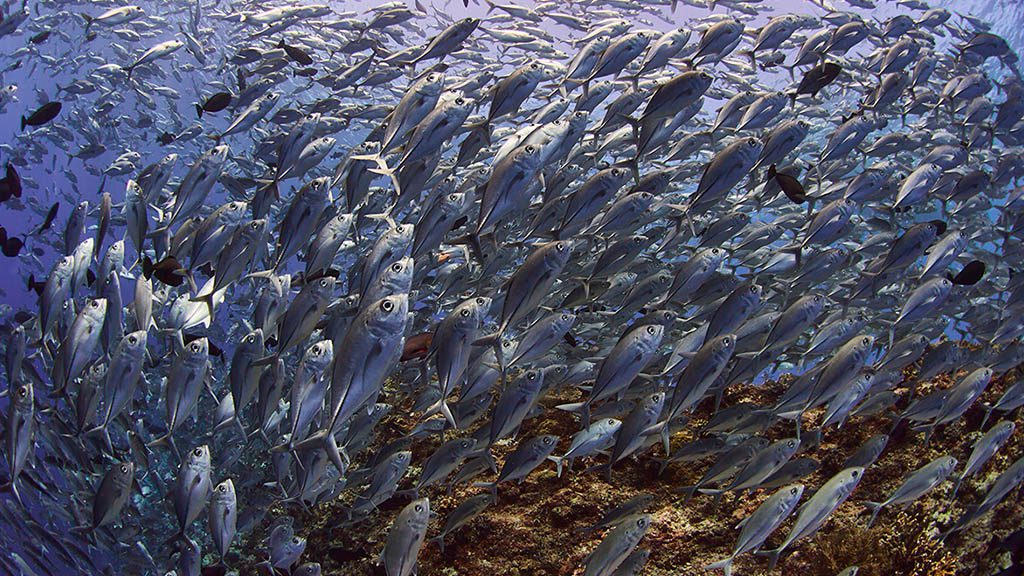 27 solitude gaia liveaboard palau school of fish 3