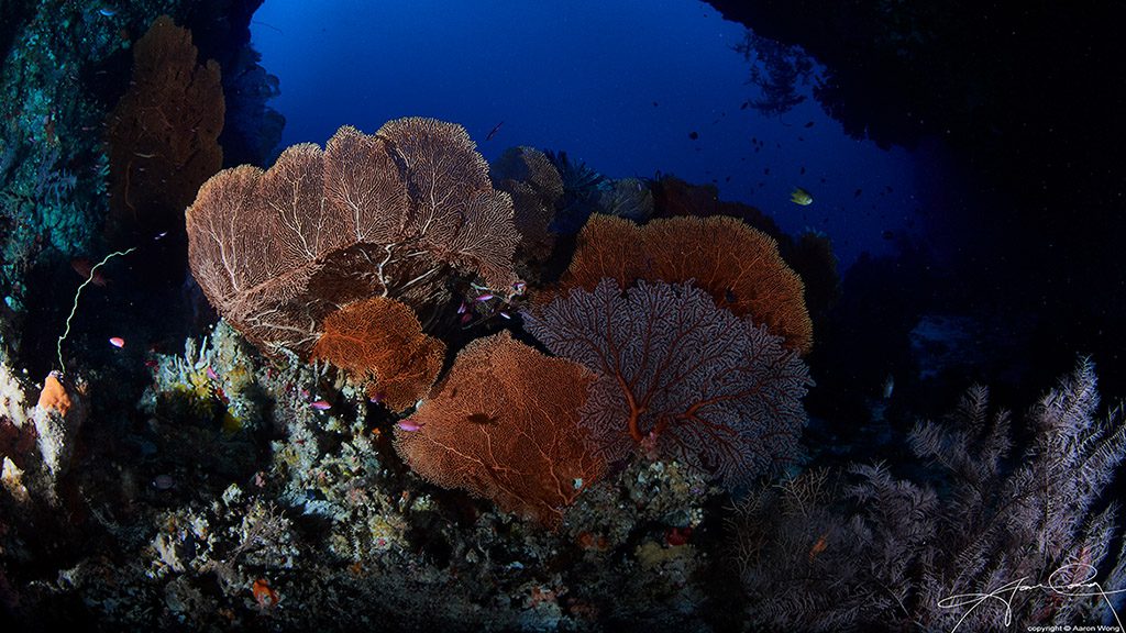 28 solitude gaia liveaboard palau corals