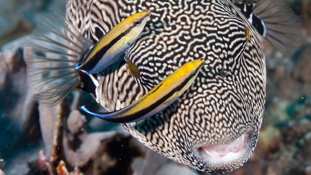 29 evolution malapascua philippines map pufferfish and cleaner wrasses
