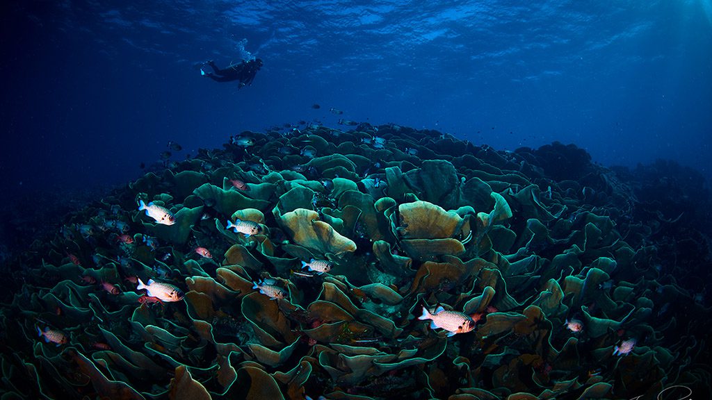29 solitude gaia liveaboard palau fishes among the corals with divers