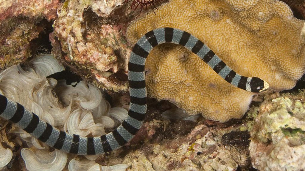 31 evolution malapascua philippines yellow liped sea krait