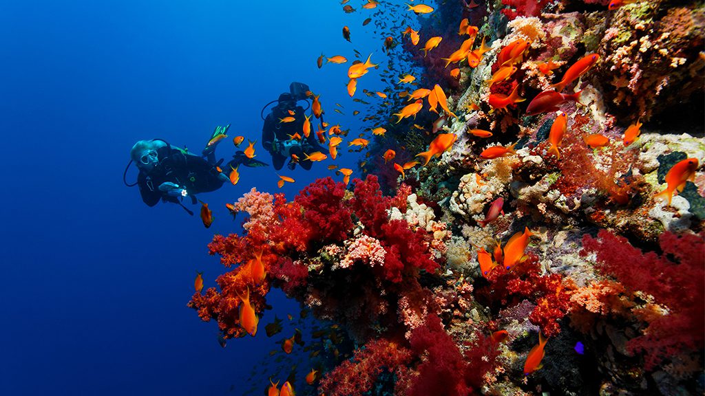 31 the oasis marsa alam red sea egypt underwater view