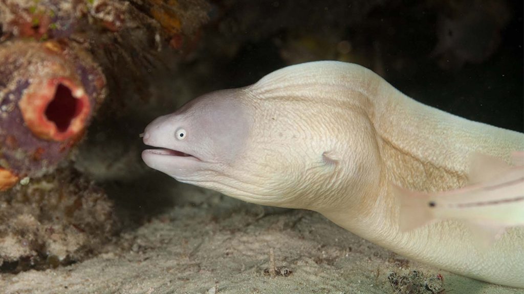 32 evolution malapascua philippines geometric moray