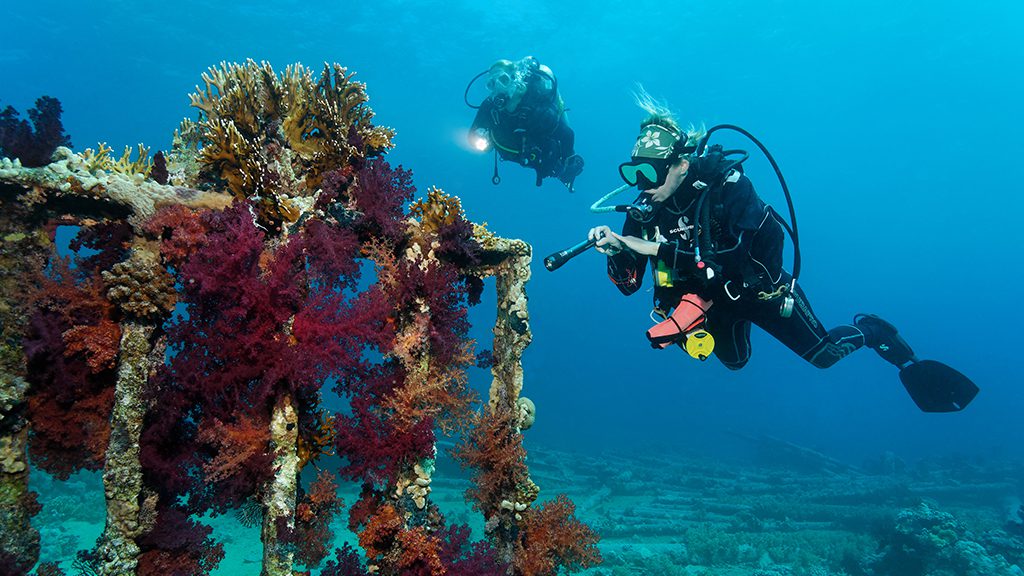 32 the oasis marsa alam red sea egypt sharm el sheikh underwater