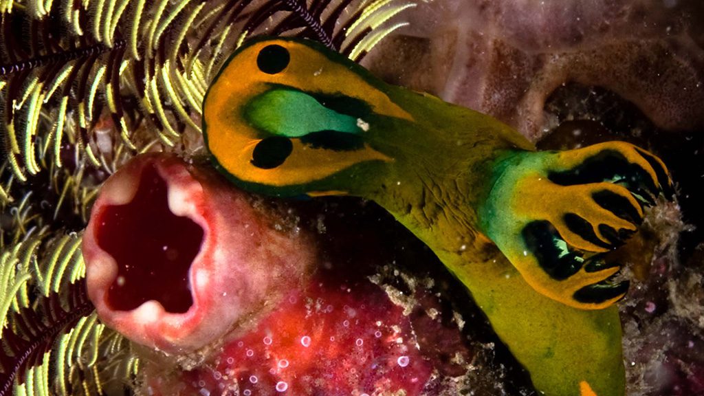 33 evolution malapascua philippines nudibrach