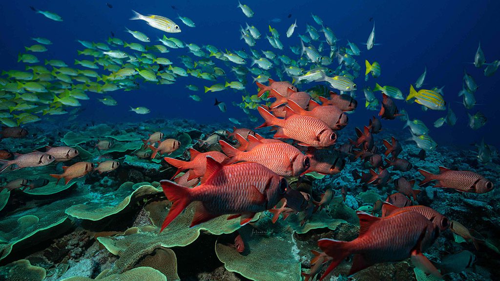 33 solitude gaia liveaboard palau blue corner
