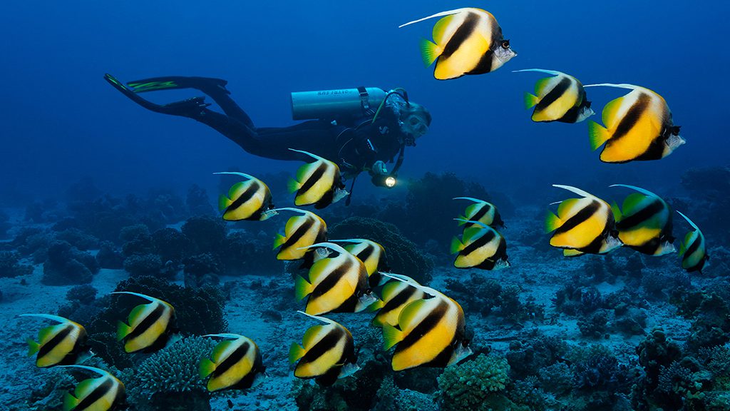 33 the oasis marsa alam red sea egypt banner fish
