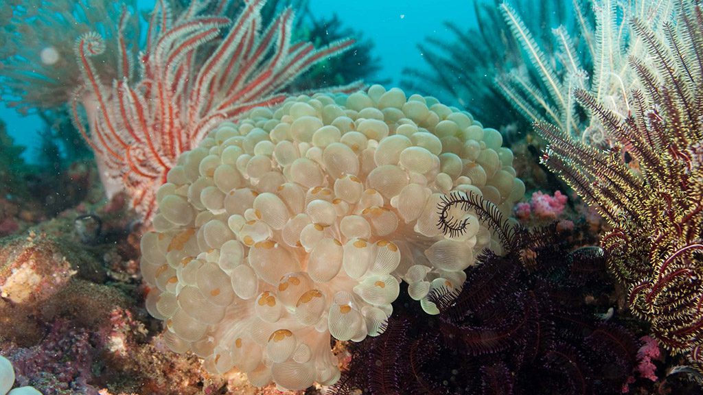 34 evolution malapascua philippines bubble coral