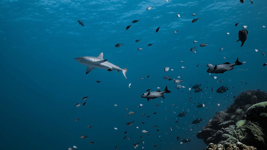 34 solitude gaia liveaboard palau german channel