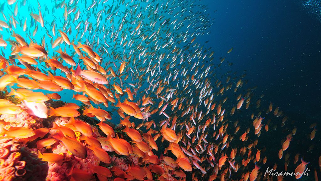 35 casalay boutique villas and dive resort anilao batangas philippines sea goldies