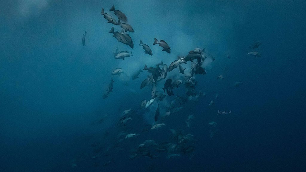 35 solitude gaia liveaboard palau shark city