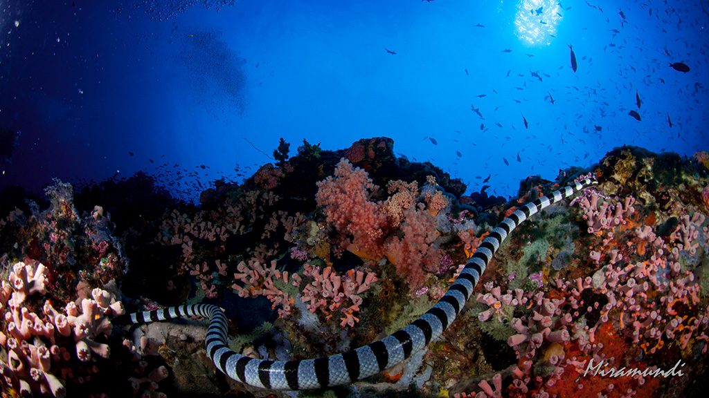36 casalay boutique villas and dive resort anilao batangas philippines coral reef snake