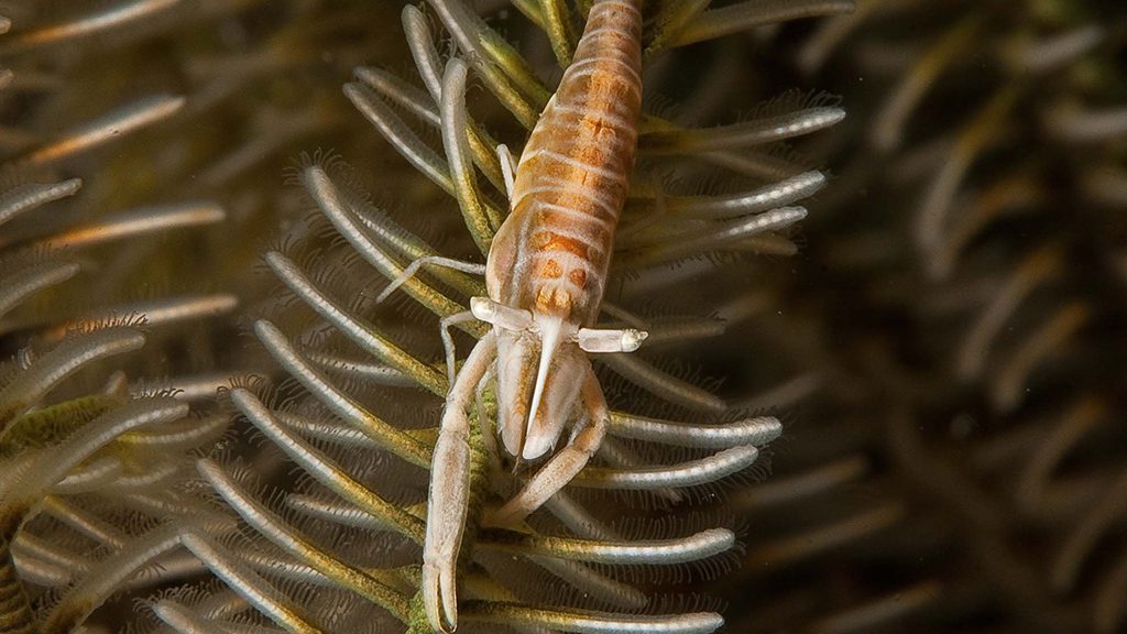 36 evolution malapascua philippines green crinoid shrimp