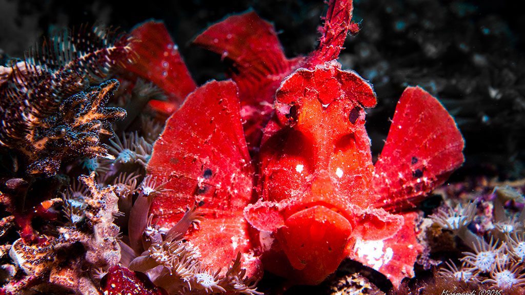 37 casalay boutique villas and dive resort anilao batangas philippines eschmeyers scorpionfish