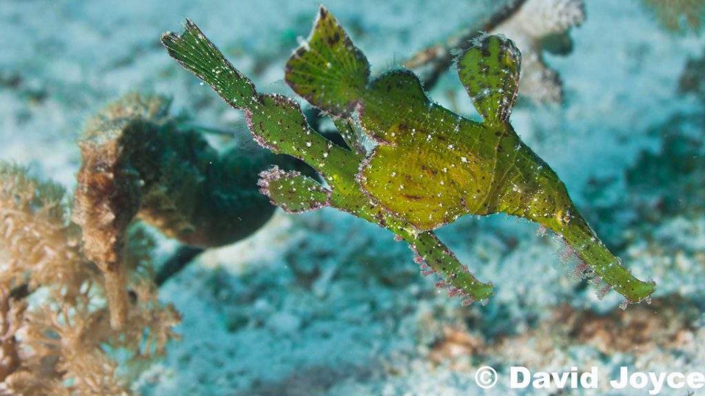 37 evolution malapascua philippines ghost pipefish and seahorse