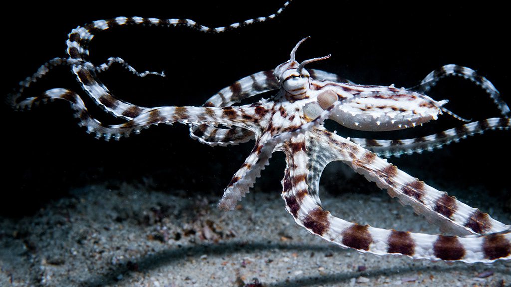 38 casalay boutique villas and dive resort anilao batangas philippines mimic octopus