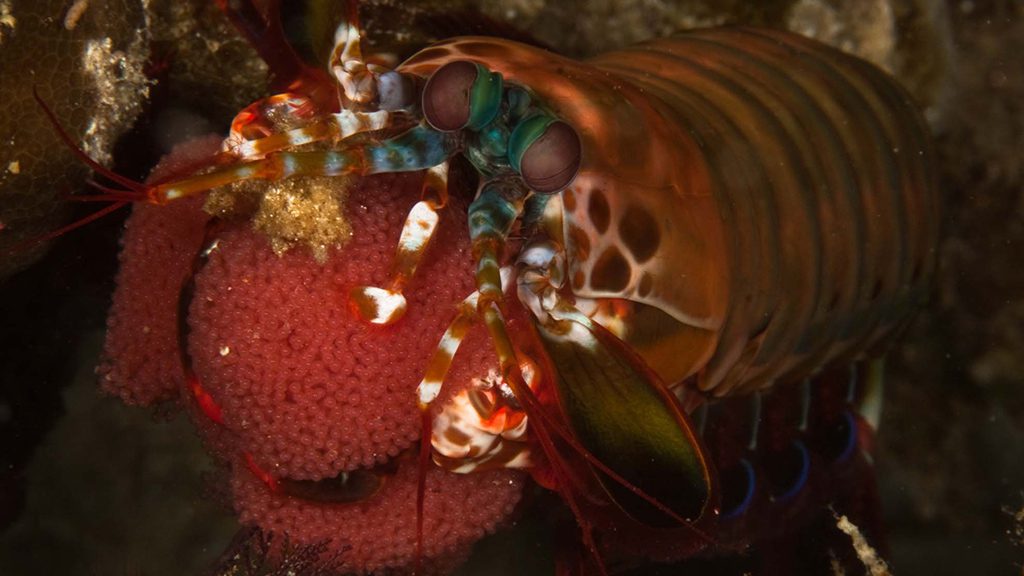 38 evolution malapascua philippines peacock mantis shrimp with eggs