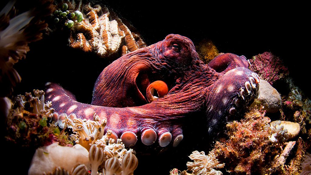 39 casalay boutique villas and dive resort anilao batangas philippines giant pacific octopus