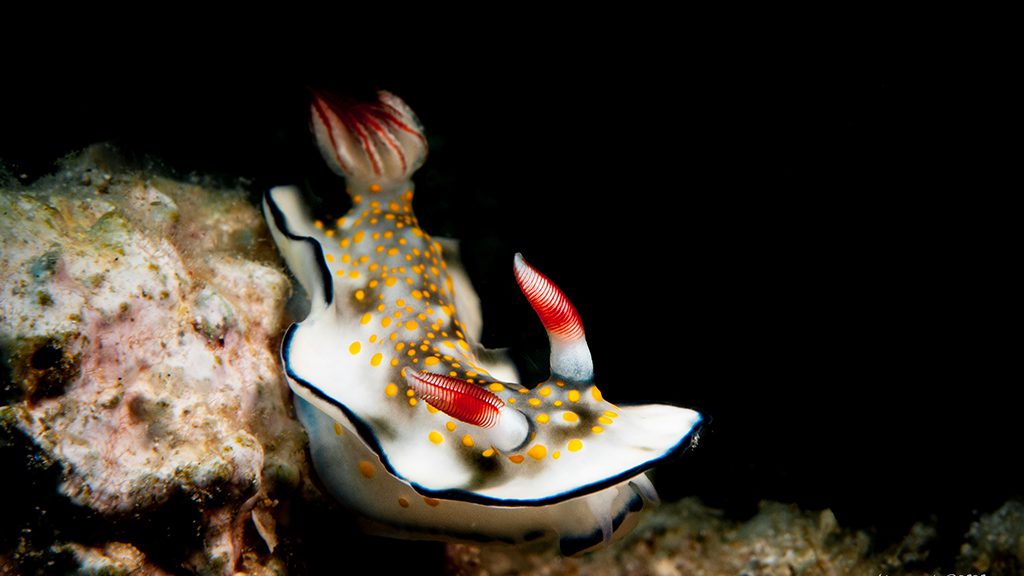 42 casalay boutique villas and dive resort anilao batangas philippines dorid nudibranch