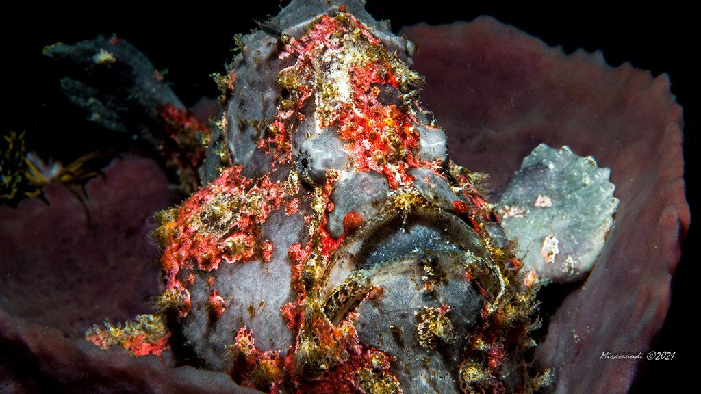 44 casalay boutique villas and dive resort anilao batangas philippines marbled mouth frogfish