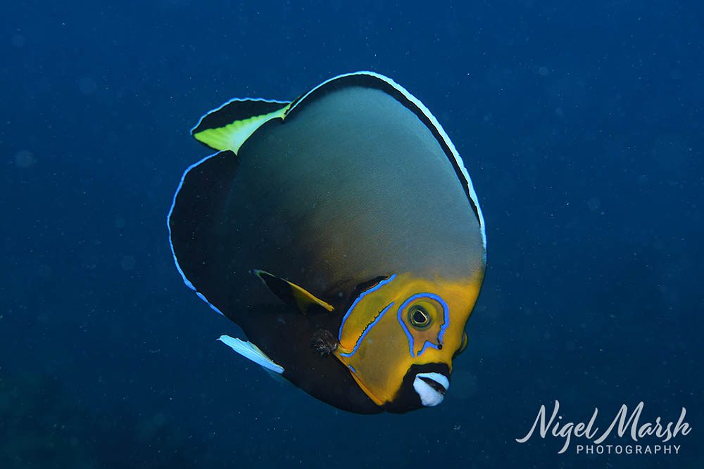 Lord howe conspicuous angelfish Lord howe conspicuous angelfish