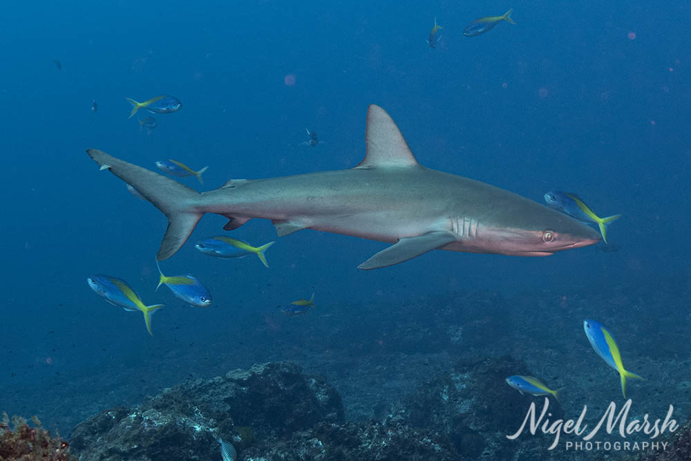 Lord howe galapagos shark Lord howe galapagos shark