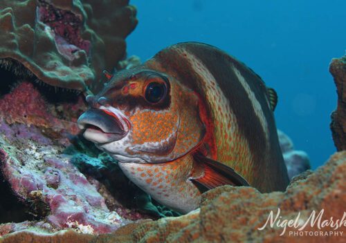 Lord howe painted morwong