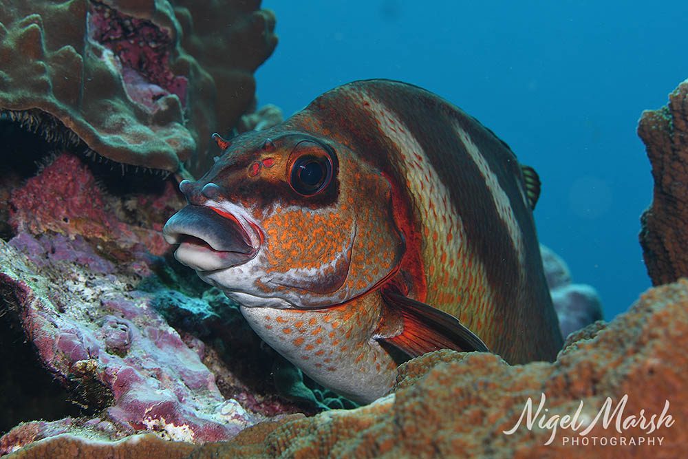 Lord howe painted morwong Lord howe painted morwong
