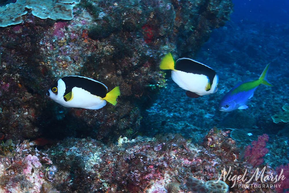 Lord howe rare ballina angelfish Lord howe rare ballina angelfish
