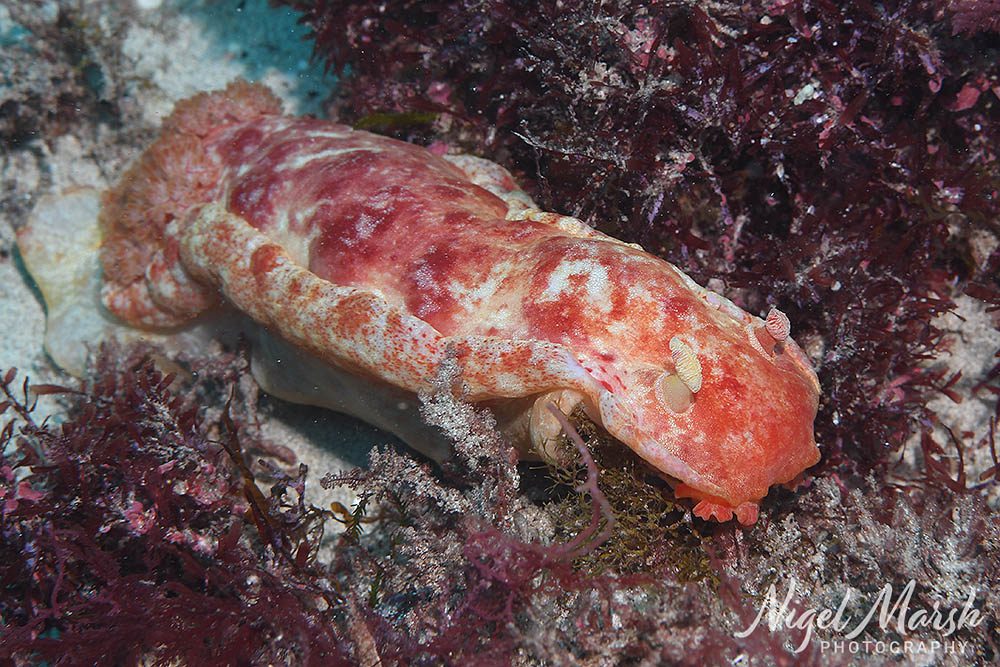 Lord howe spanish dancer nudibranch Lord howe spanish dancer nudibranch
