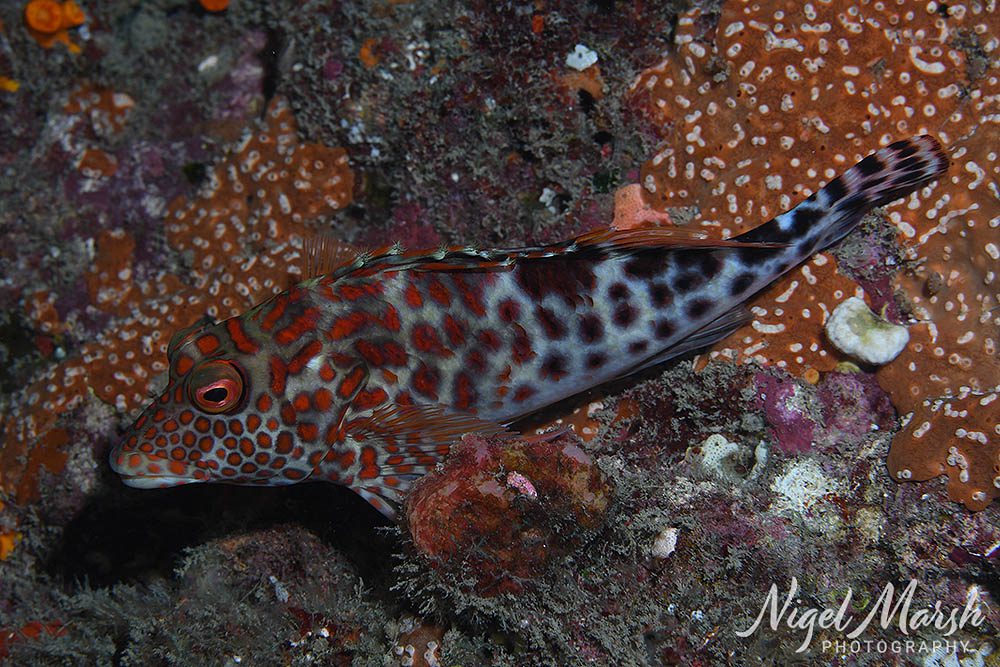 Lord howe splendid hawkfish Lord howe splendid hawkfish