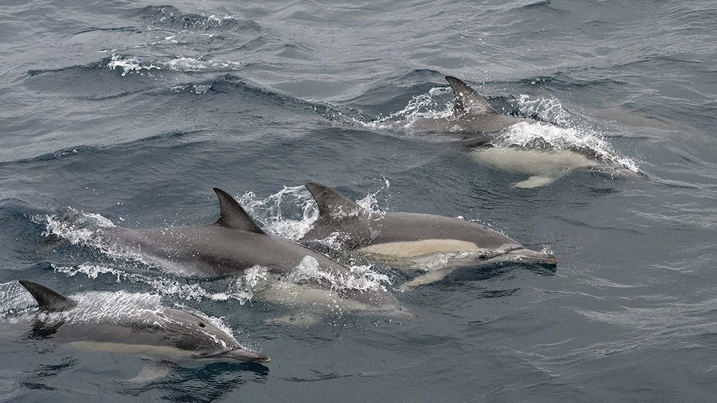 Naturalist charters bremer bay killer whale expeditions credit jayne jenkins dolphins