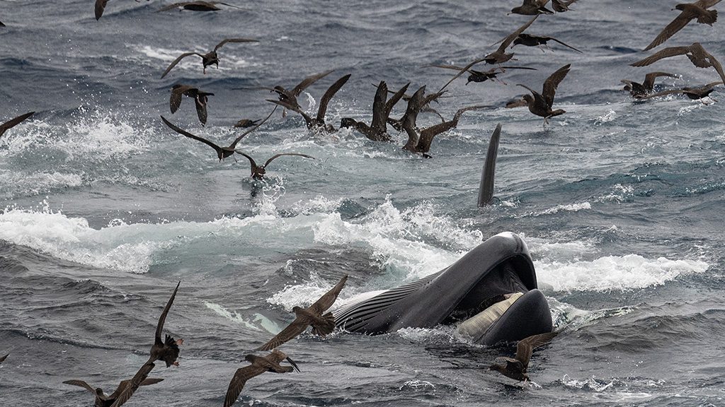Naturalist charters bremer bay killer whale expeditions credit jayne jenkins dying fin whale
