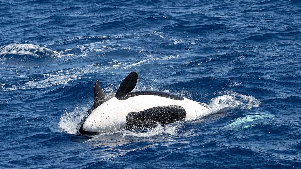 Naturalist charters bremer bay killer whale expeditions credit jayne jenkins orca belly roll