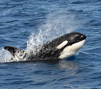 Naturalist charters bremer bay killer whale expeditions credit jayne jenkins orca checking us out feature