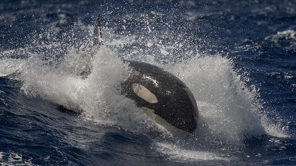 Naturalist charters bremer bay killer whale expeditions credit jayne jenkins orca wave riding